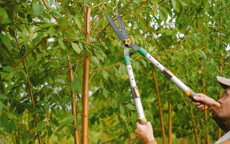 Tree trimming in Castroville, CA